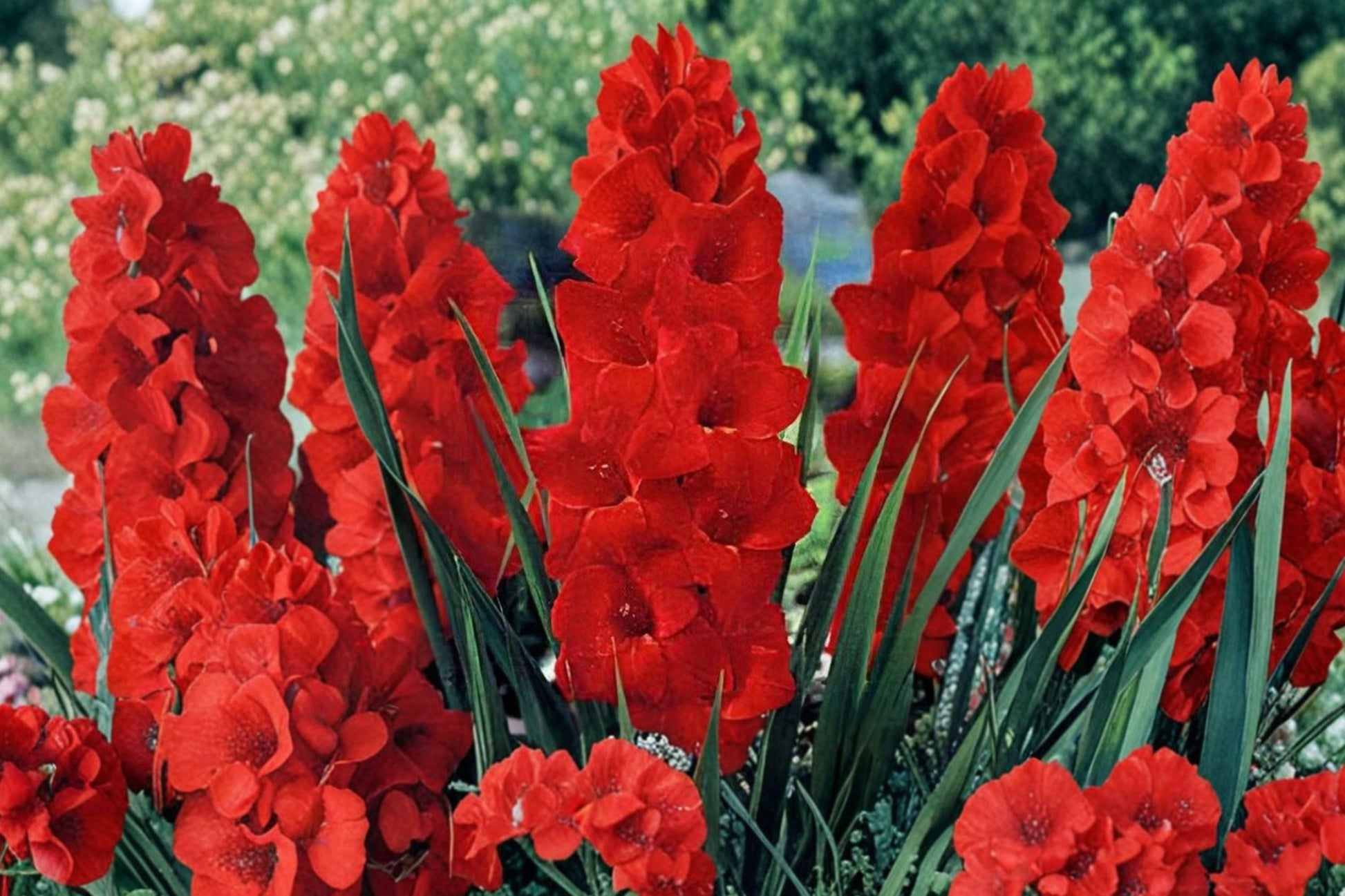 Bright Red Gladiolus Bulbs | Gladiolus 'Oscar' | Summer Blooming Perennial | Pollinator-Friendly Cut Flowers