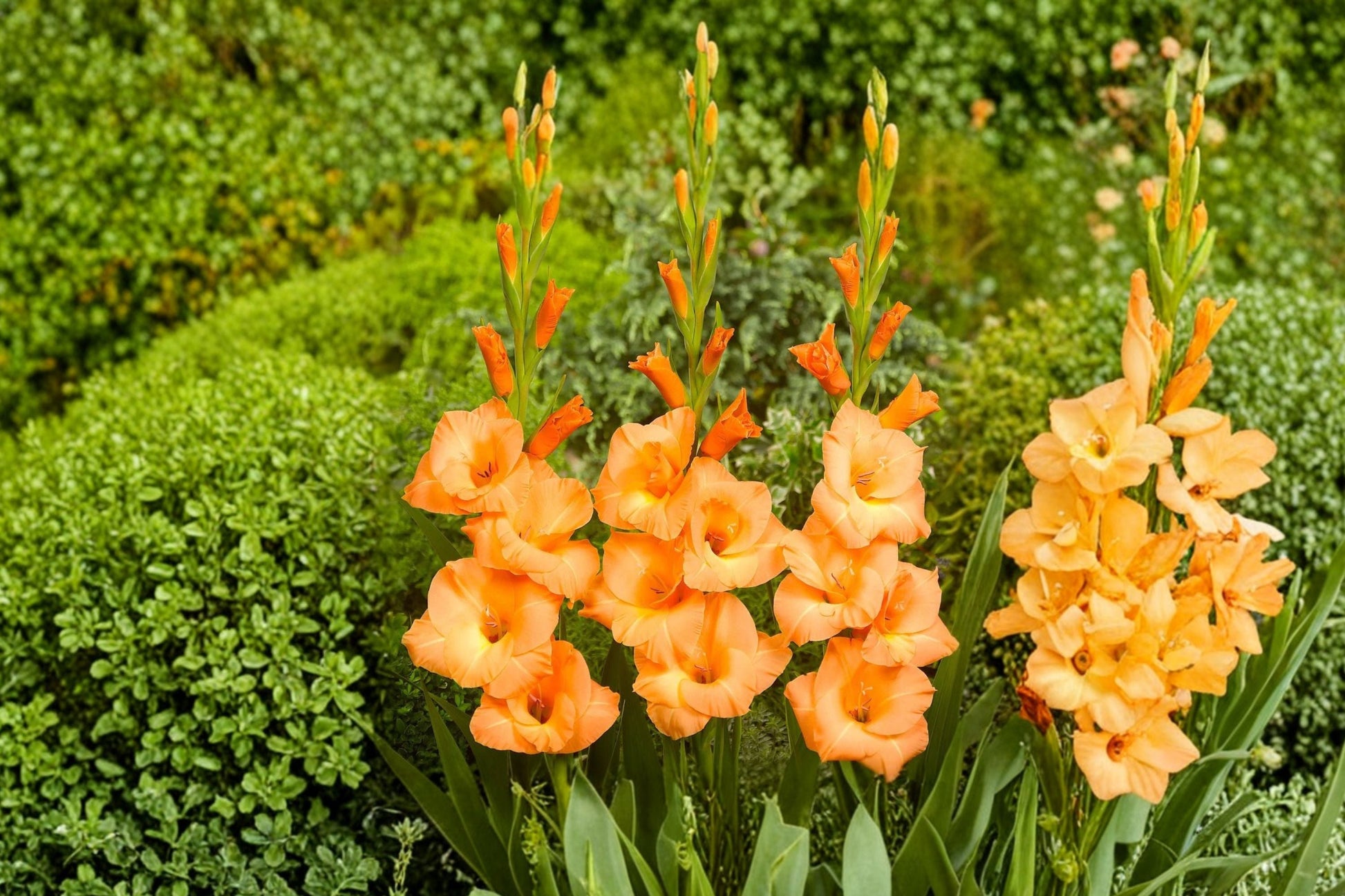 Peach Gladiolus Bulbs | Gladiolus 'Peter Pears' | Summer Blooming Perennial | Pollinator-Friendly Cut Flower Garden