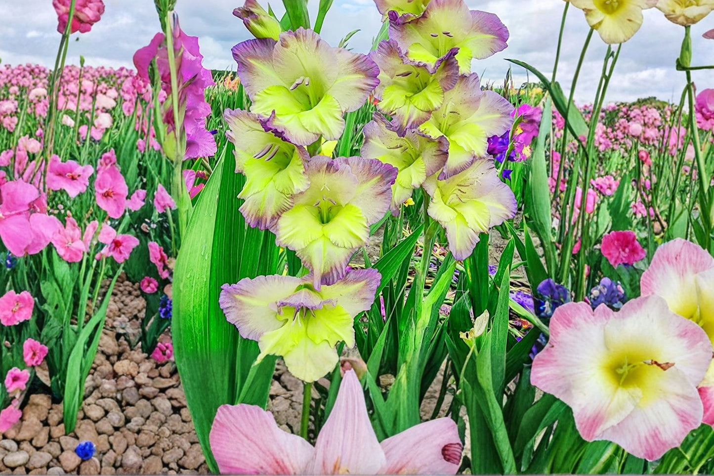 Bicolor Gladiolus Bulbs - 'Moonlight Shadows' - Purple & Cream Sword Lily - Summer Flowers - Cut Flower Garden - Gladiolus