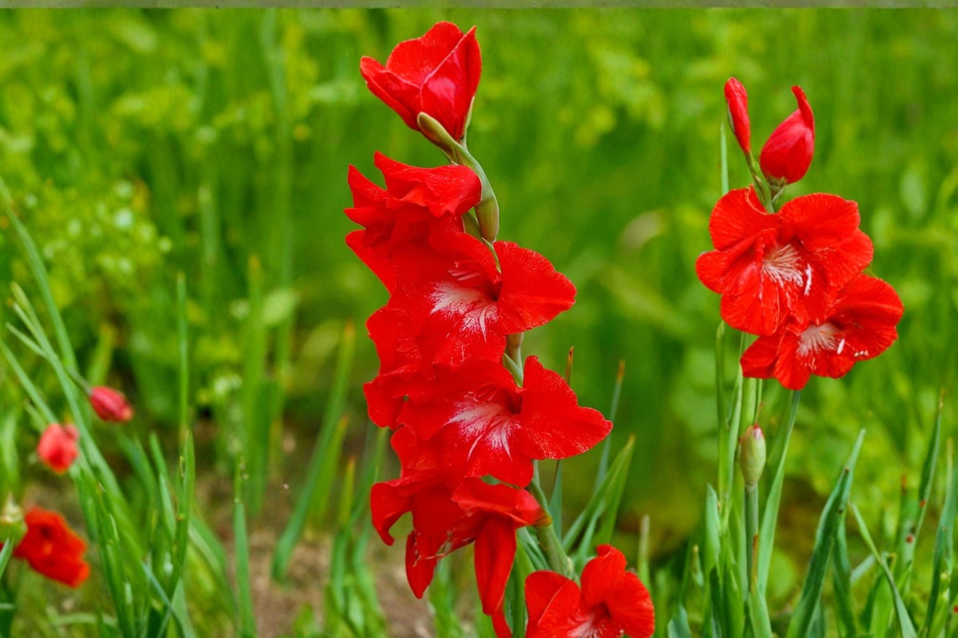 Bright Red Gladiolus Bulbs | Gladiolus 'Traderhorn' | Summer Blooming Corms | Pollinator Friendly | Excellent Cut Flowers