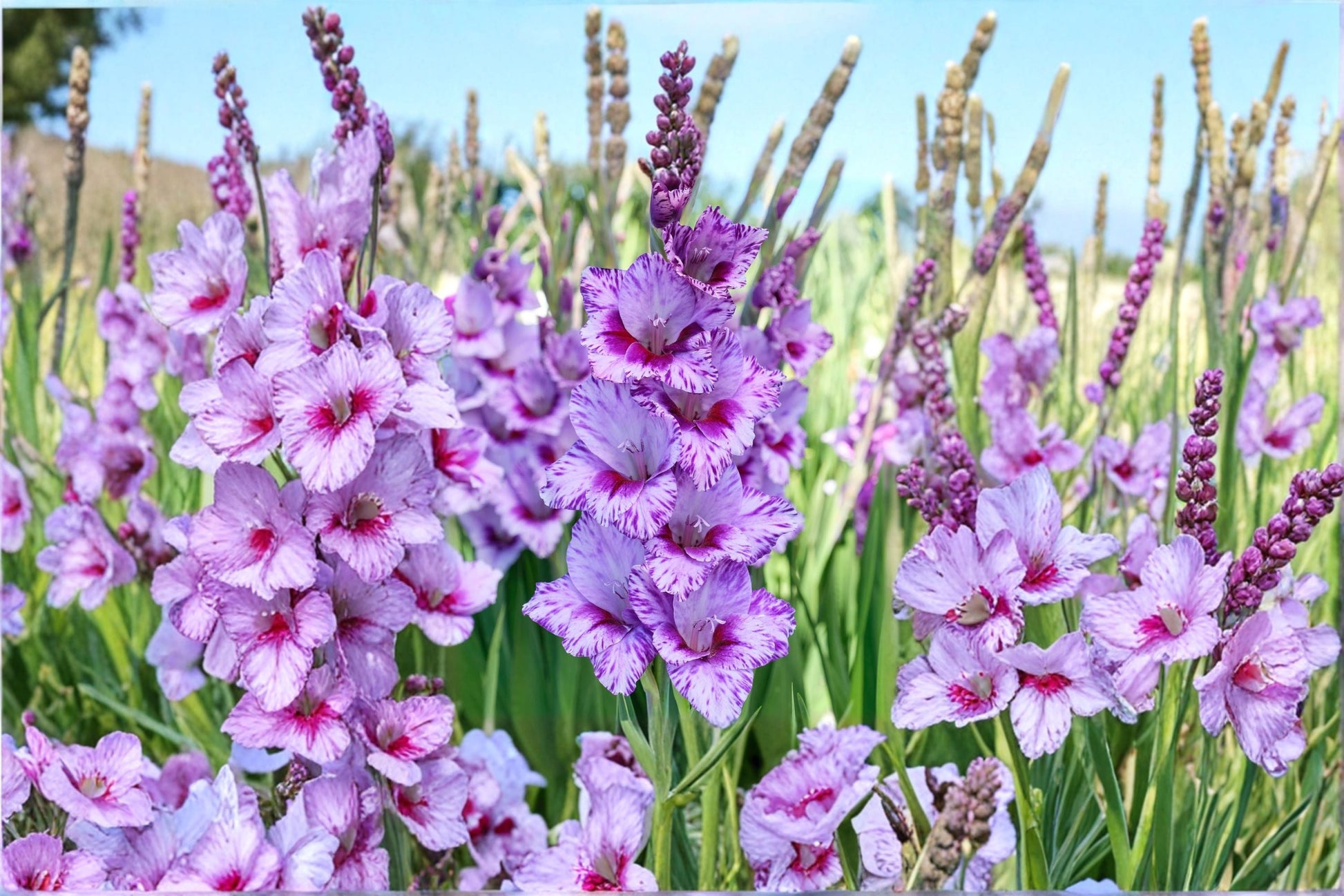 Gladiolus Bulbs | Lavender Purple 'Passos' | Tall Sword Lily | Summer Blooming Corms | Pollinator Friendly | Excellent Cut Flower