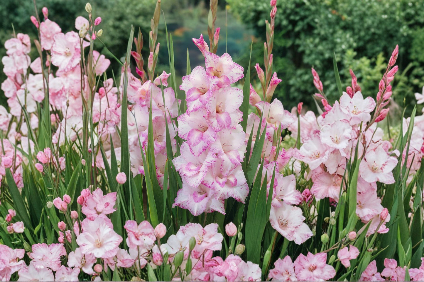 Gladiolus Bulbs | 'My Love' Pink & White Sword Lily | Summer Blooming Corms | Pollinator Friendly | Perfect for Cut Flowers