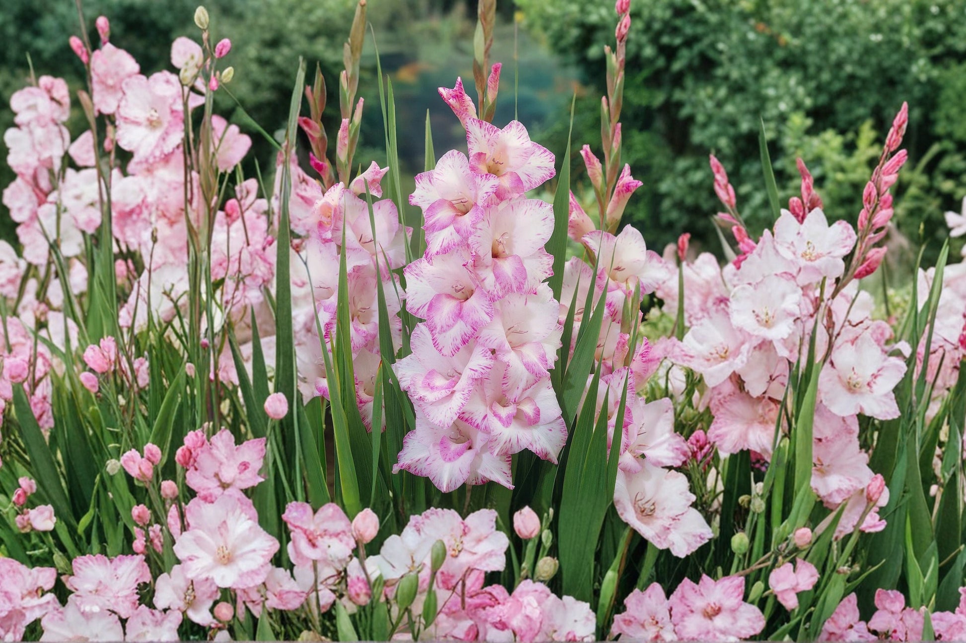 Gladiolus Bulbs | 'My Love' Pink & White Sword Lily | Summer Blooming Corms | Pollinator Friendly | Perfect for Cut Flowers