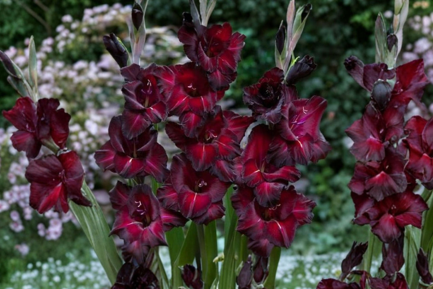 Gladiolus Bulbs 'Black Jack' - Deep Red Sword Lily Corms for Summer Blooms - Pollinator Friendly Flowering Perennial