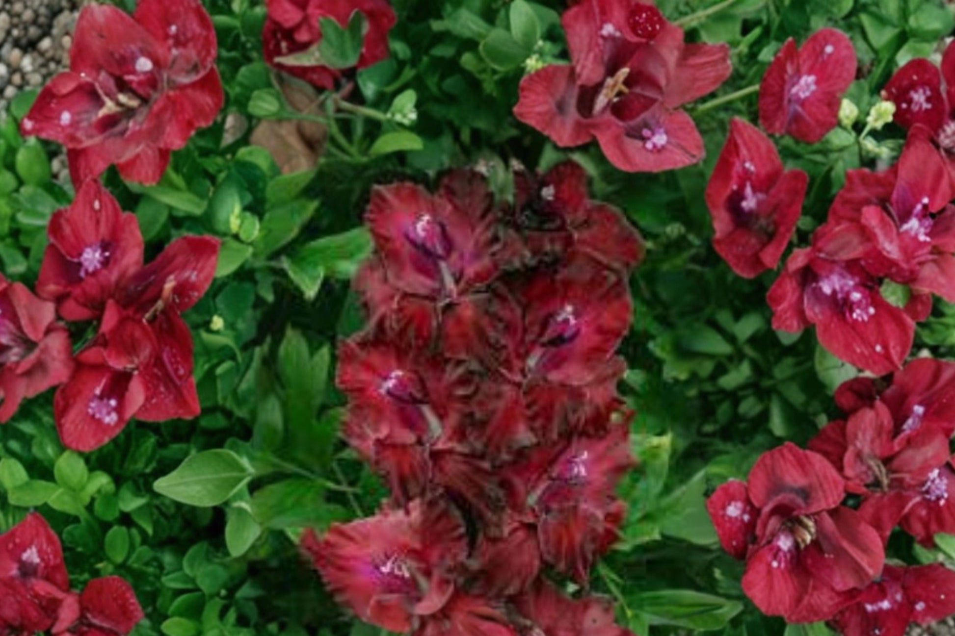 Gladiolus Bulbs 'Merlot Ice' | Burgundy Sword Lily | Summer Blooming Corms | Pollinator Friendly Flowers