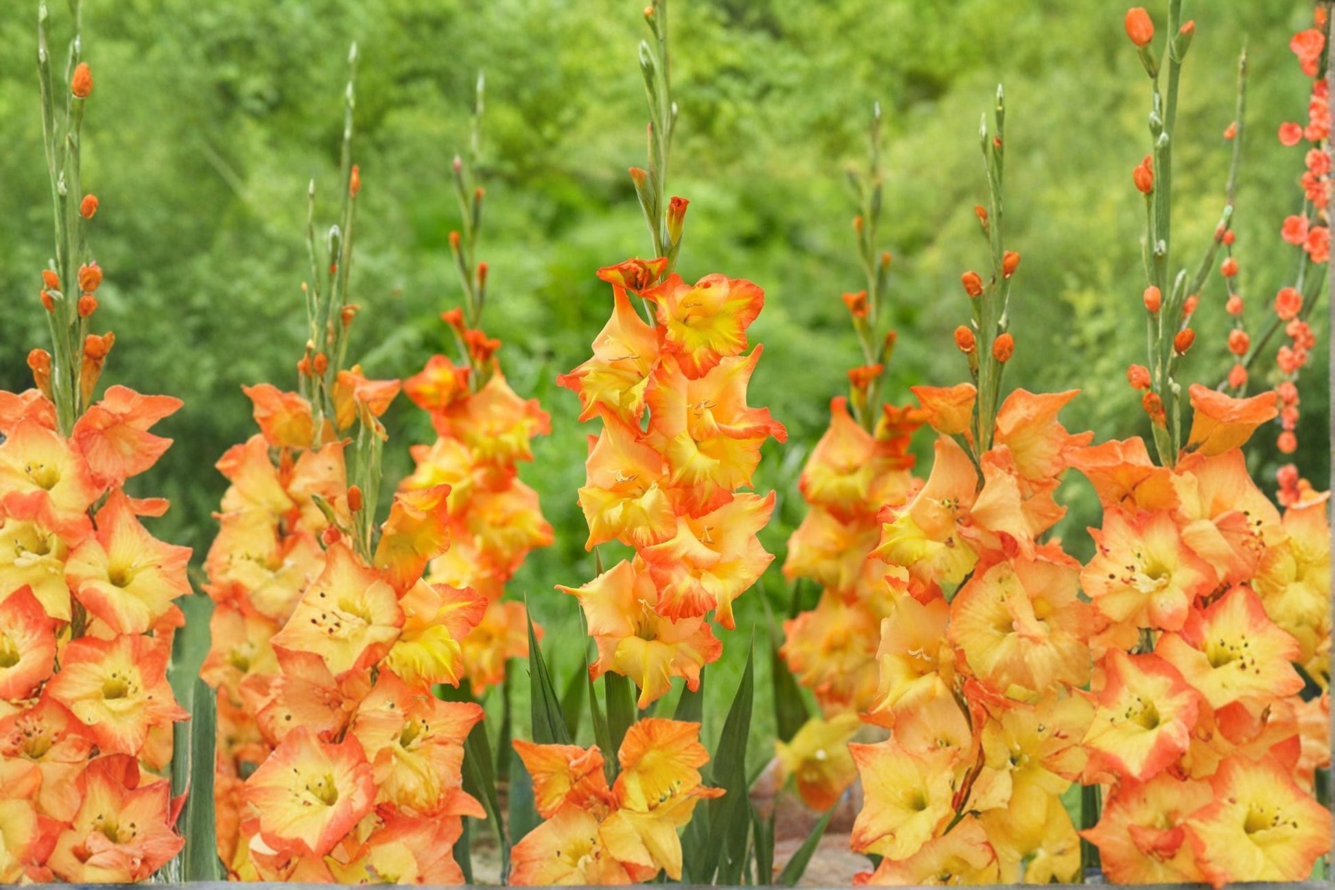 Gladiolus Bulbs | Golden Orange Gladiolus 'Goldrush' | Summer Blooming Sword Lily | Pollinator Friendly Corms