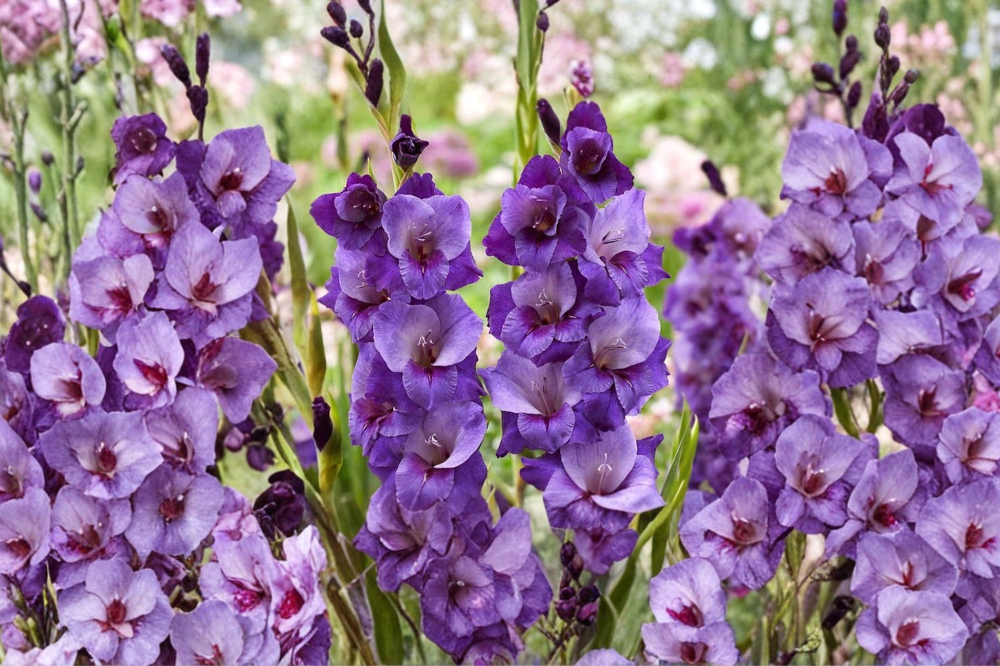 Gladiolus Bulbs - Purple 'Big Girl' - Large Flowering Cut Flowers - Summer Blooming Corms - Pollinator Friendly
