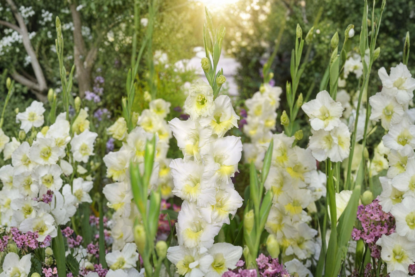Gladiolus Bulbs | White 'Break of Dawn' | Tall Sword Lily | Elegant Cut Flowers | Spring Planting Corms | Summer Bloomer