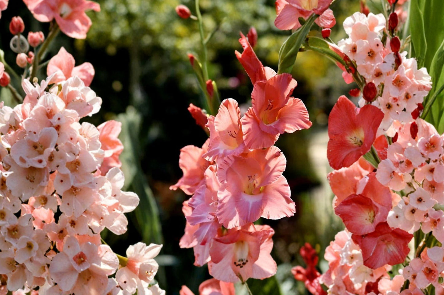 Gladiolus Bulbs 'Frizzled Coral Lace' | Coral Pink Fringed Sword Lily | Spring Planting Corms | Pollinator Friendly Flowers