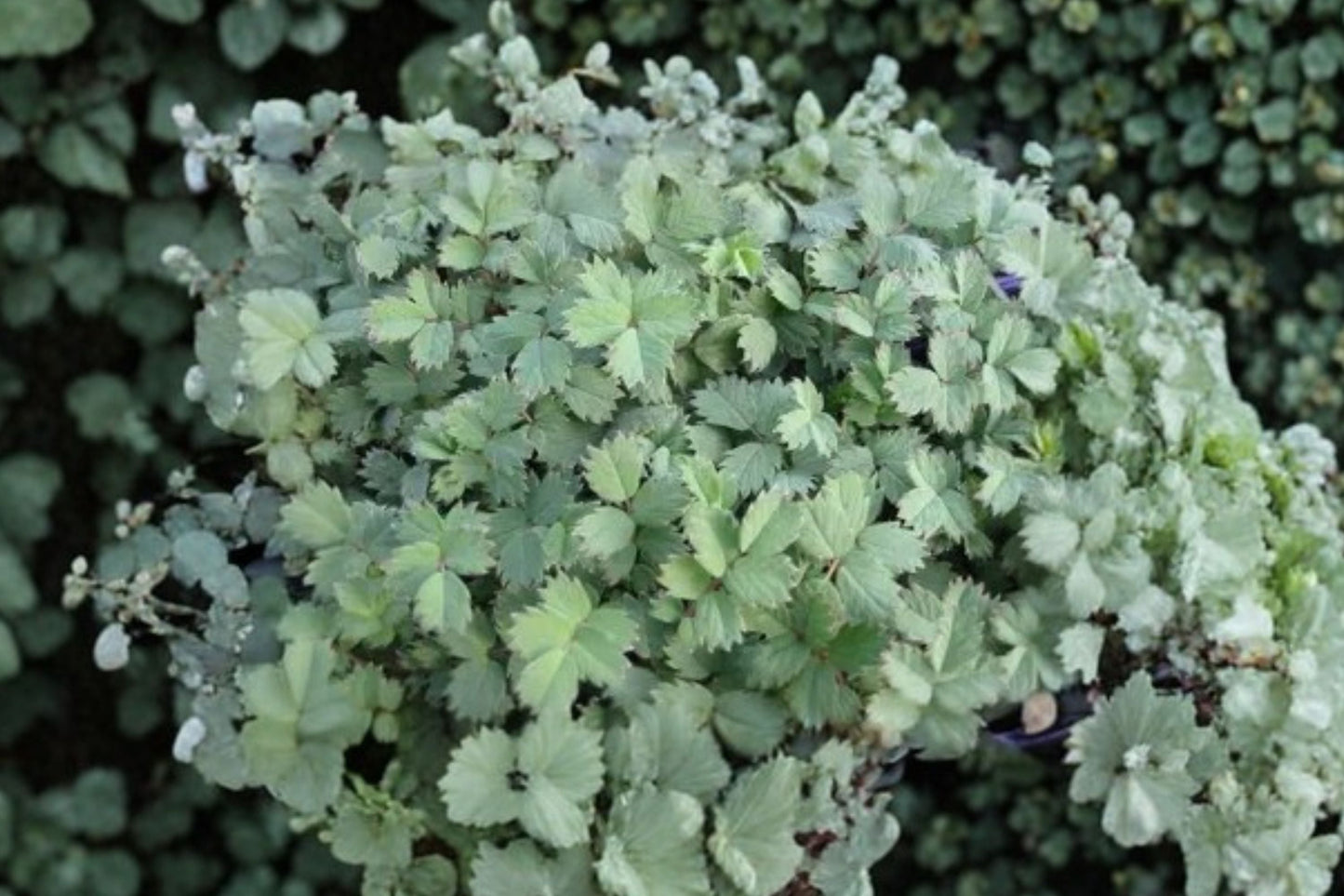 Acaena 'Blue Haze' Groundcover Plant | 3.5" Live Steel Blue Perennial | Deer Resistant | Rock Garden Alternative | Acaena saccaticupula