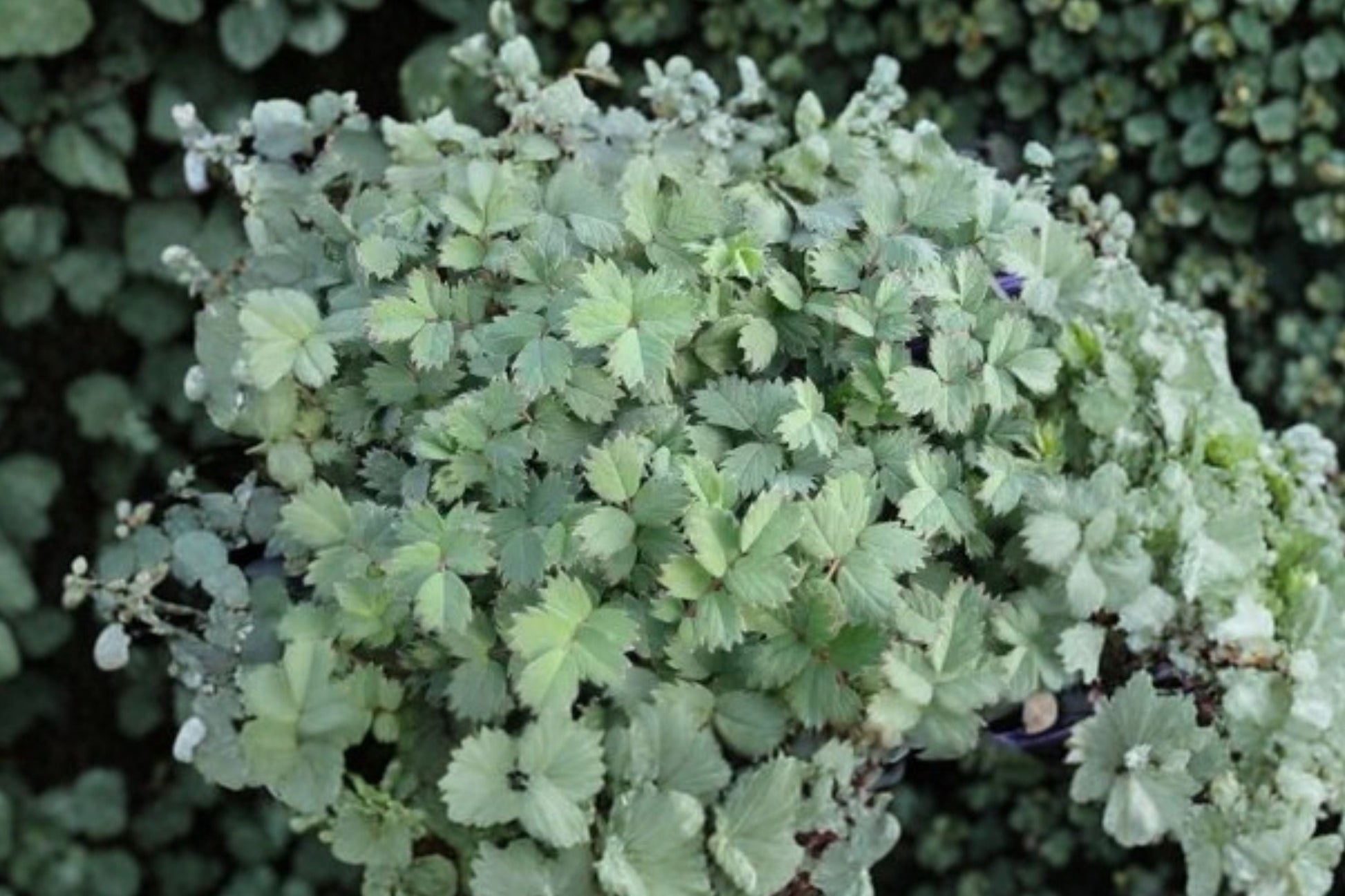 Acaena 'Blue Haze' Groundcover Plant | 3.5" Live Steel Blue Perennial | Deer Resistant | Rock Garden Alternative | Acaena saccaticupula