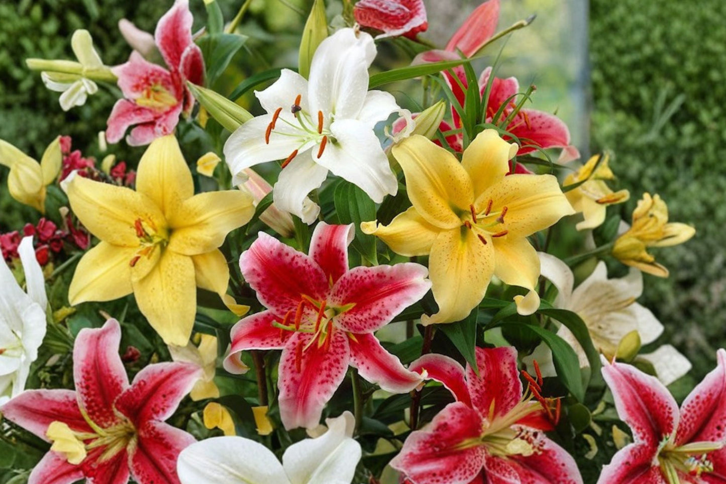Oriental Lily Bulbs Mix | 5-10 Varieties | Fragrant Lilium spp. | Perennial Flower Bulbs for Cut Flower Gardens