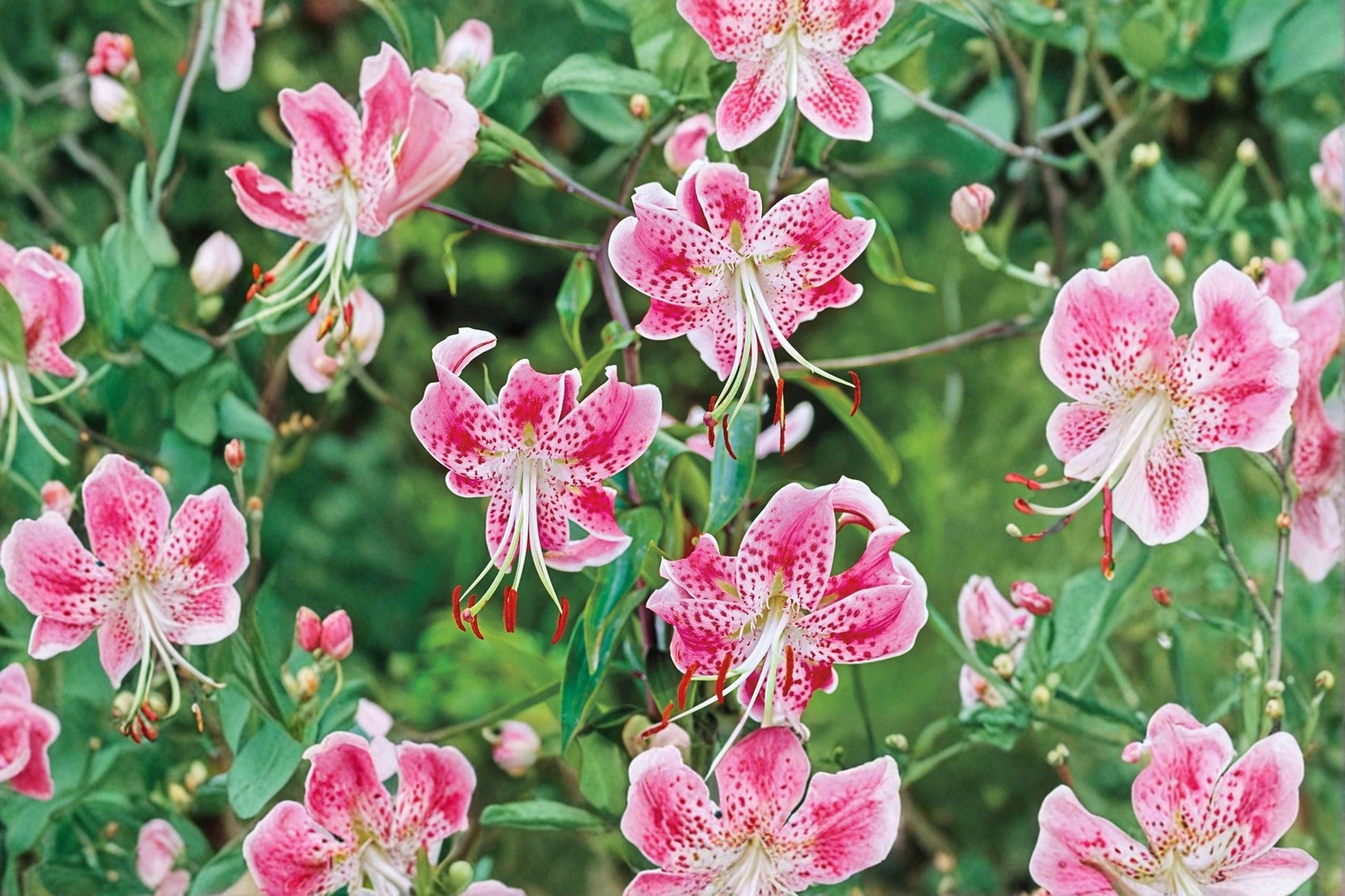 Japanese Show Lily Bulb - Bareroot Fragrant Pink Lilium speciosum 'Rubrum' - Heirloom Tall Cut Flower for Woodland Gardens