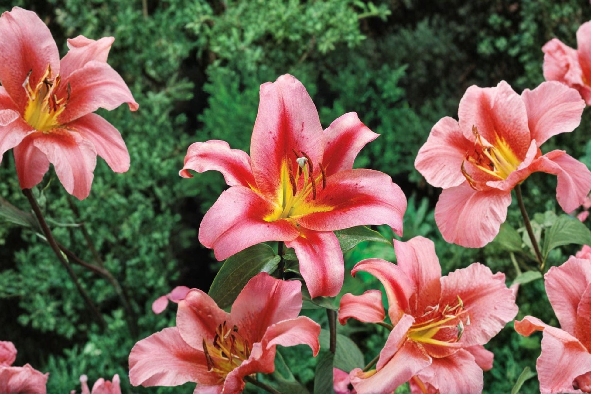 Giant Orienpet Lily Bulb - Lilium 'Olympic Torch' - Fragrant Pink Flower - Bareroot Perennial for Cut Flower Garden