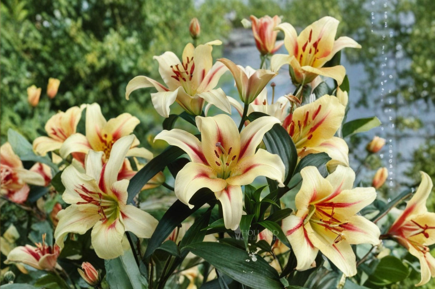 Giant Orienpet Lily Bulb | Lilium OT 'Lavon' | Fragrant White & Red Flowers | Bareroot Perennial Cut Flower Garden