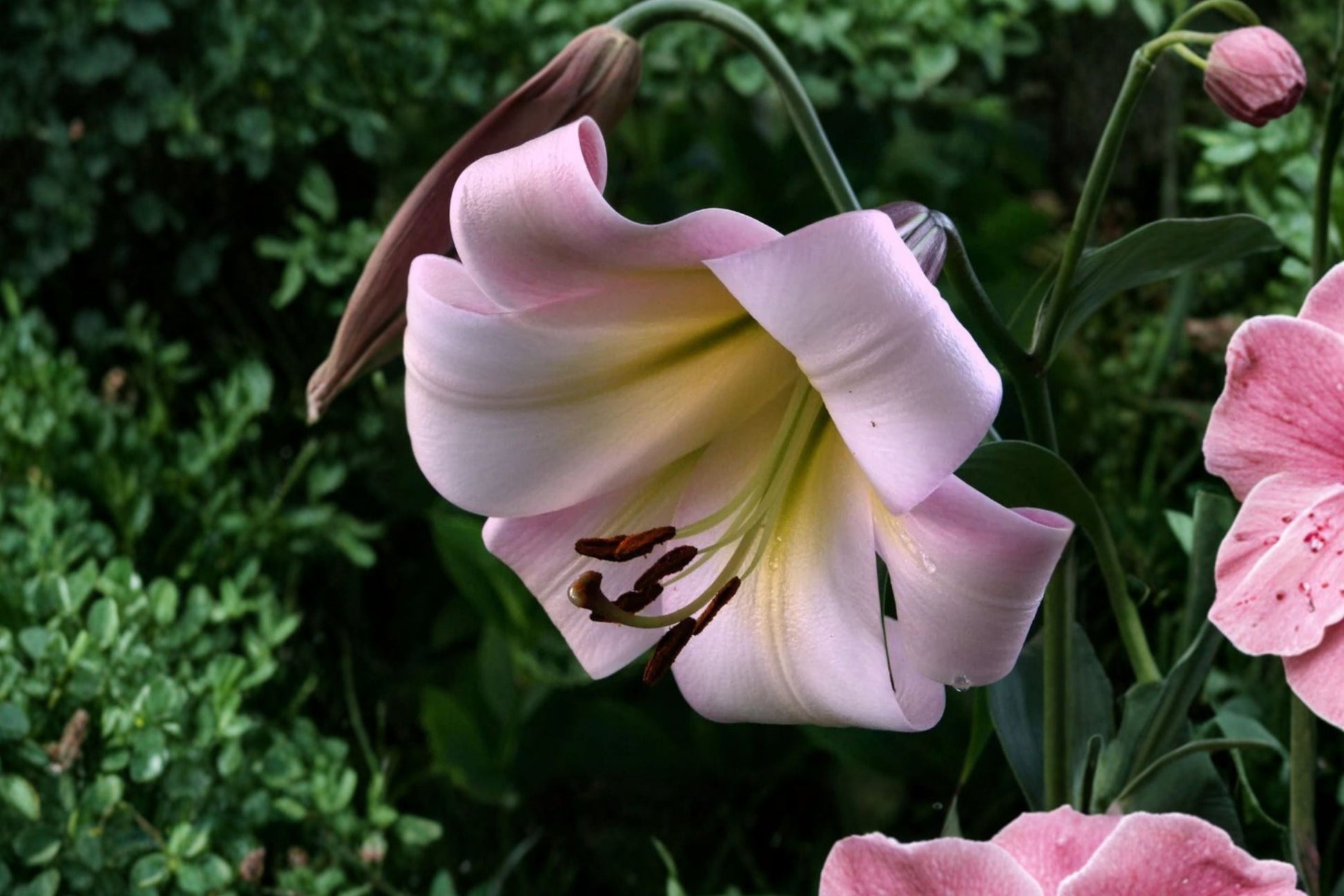 Giant Orienpet Lily Bulb | Lilium OT 'Eastern Moon' | Fragrant Pink Trumpet Lily | Bareroot Perennial Flower