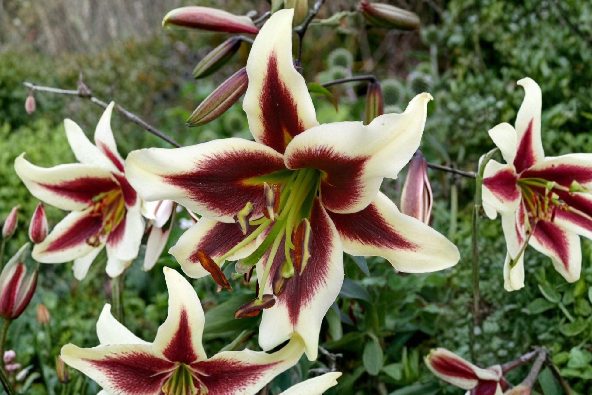 Giant Orienpet Lily Bulb | Bareroot 'Beverly Dreams' | Fragrant Burgundy & White Flowers | Lilium OT