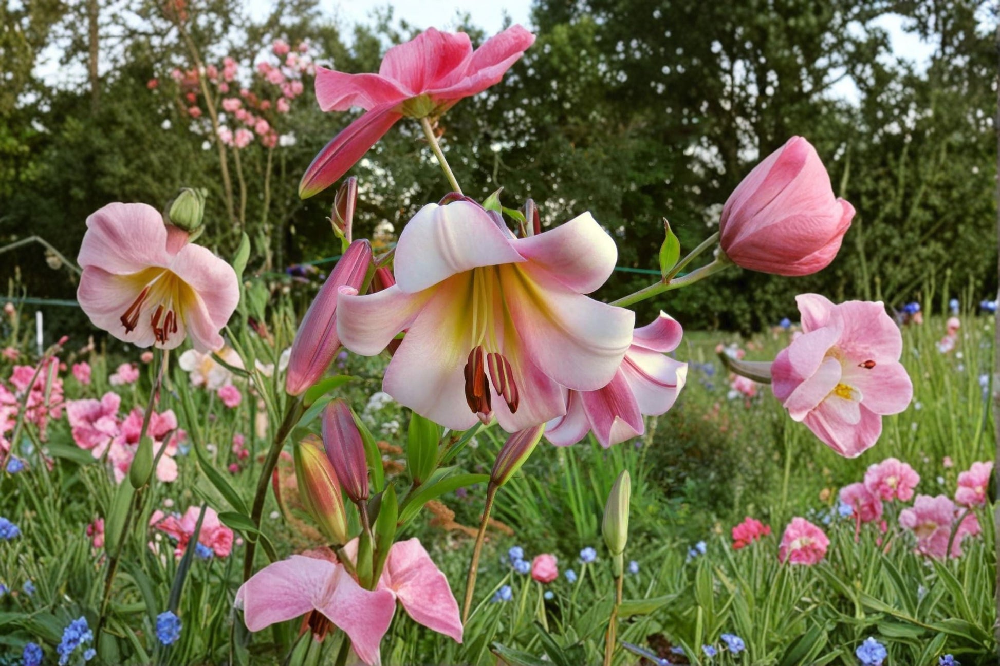 Giant Orienpet Lily Bulb | Lilium OT 'Beijing Moon' | Fragrant Pink & Cream Flower | Bareroot Perennial for Cut Gardens
