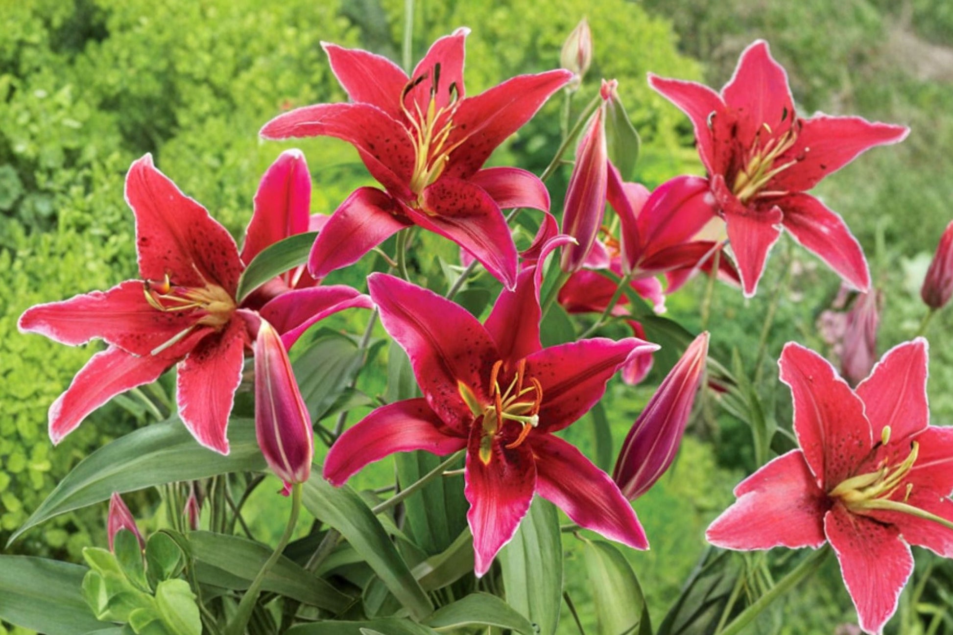 Red Oriental Lily Bulb | Lilium 'Sixth Sense' | Fragrant Deep Red Flowers | Perennial Bareroot Bulb | Cut Flower Garden
