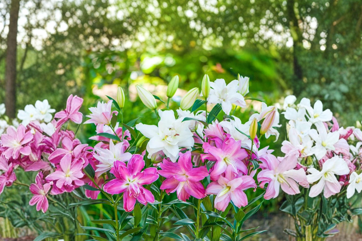 Double Oriental Lily Bulbs - 5 Bareroot Pink & White Perennials - Lilium O 'Lotus Series - Cut Flower Garden Collection