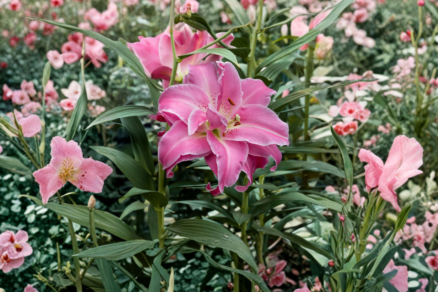 Double Oriental Lily Bulb | Pollen-Free Pink & White Lilium 'Lotus Wonder' | Bareroot Perennial for Cut Flower Garden