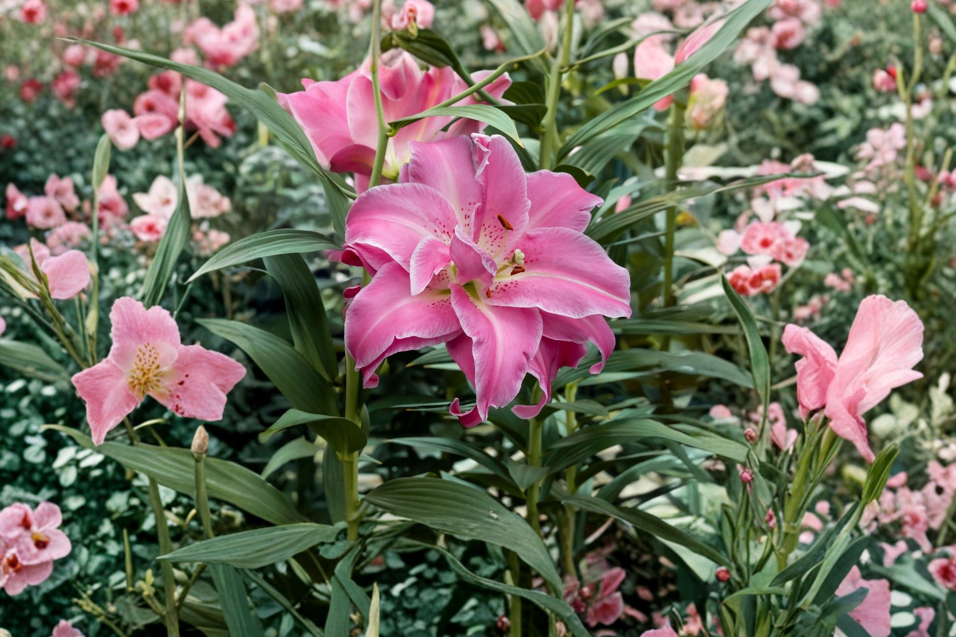 Double Oriental Lily Bulb | Pollen-Free Pink & White Lilium 'Lotus Wonder' | Bareroot Perennial for Cut Flower Garden