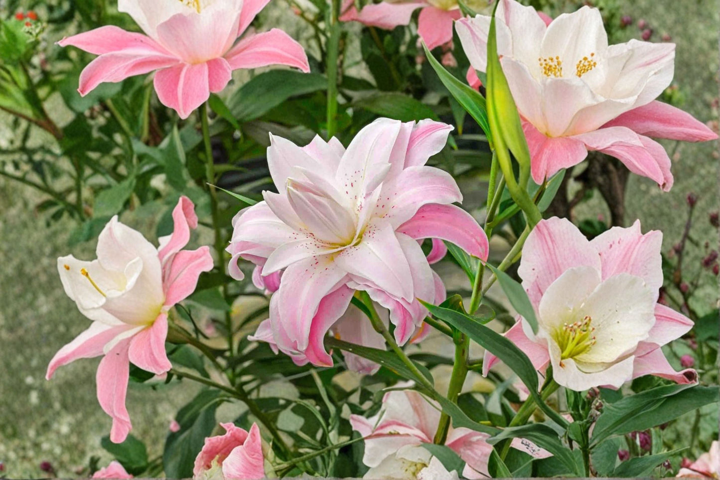 Double Oriental Lily Bulb - Pink Lilium 'Lotus Queen' - Bareroot Perennial Flower for Gardens & Cut Flowers