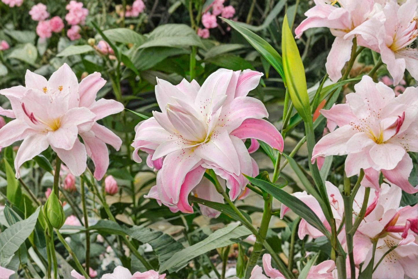 Double Oriental Lily Bulb - Lilium 'Lotus Elegance' - Pink & White Pollen-Free Perennial Flower - Bareroot for Cut Flower Garden