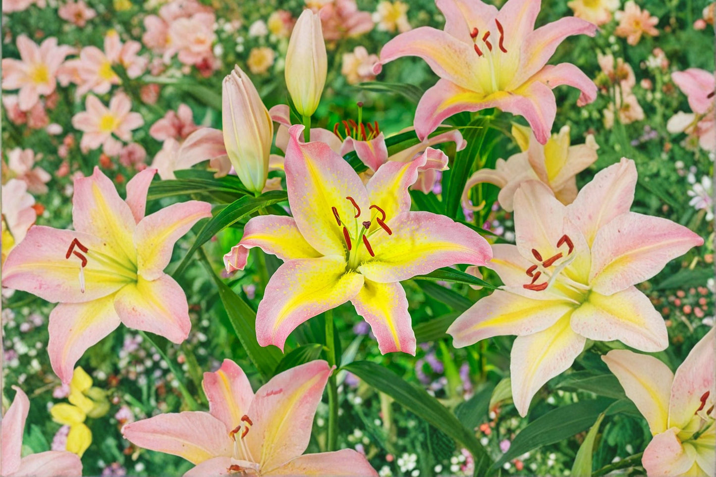 Fragrant Oriental Lily Bulb - Lilium O 'Hocus Pocus' - Pink & Yellow Bicolor Flower - Bareroot Perennial for Cut Flower Garden