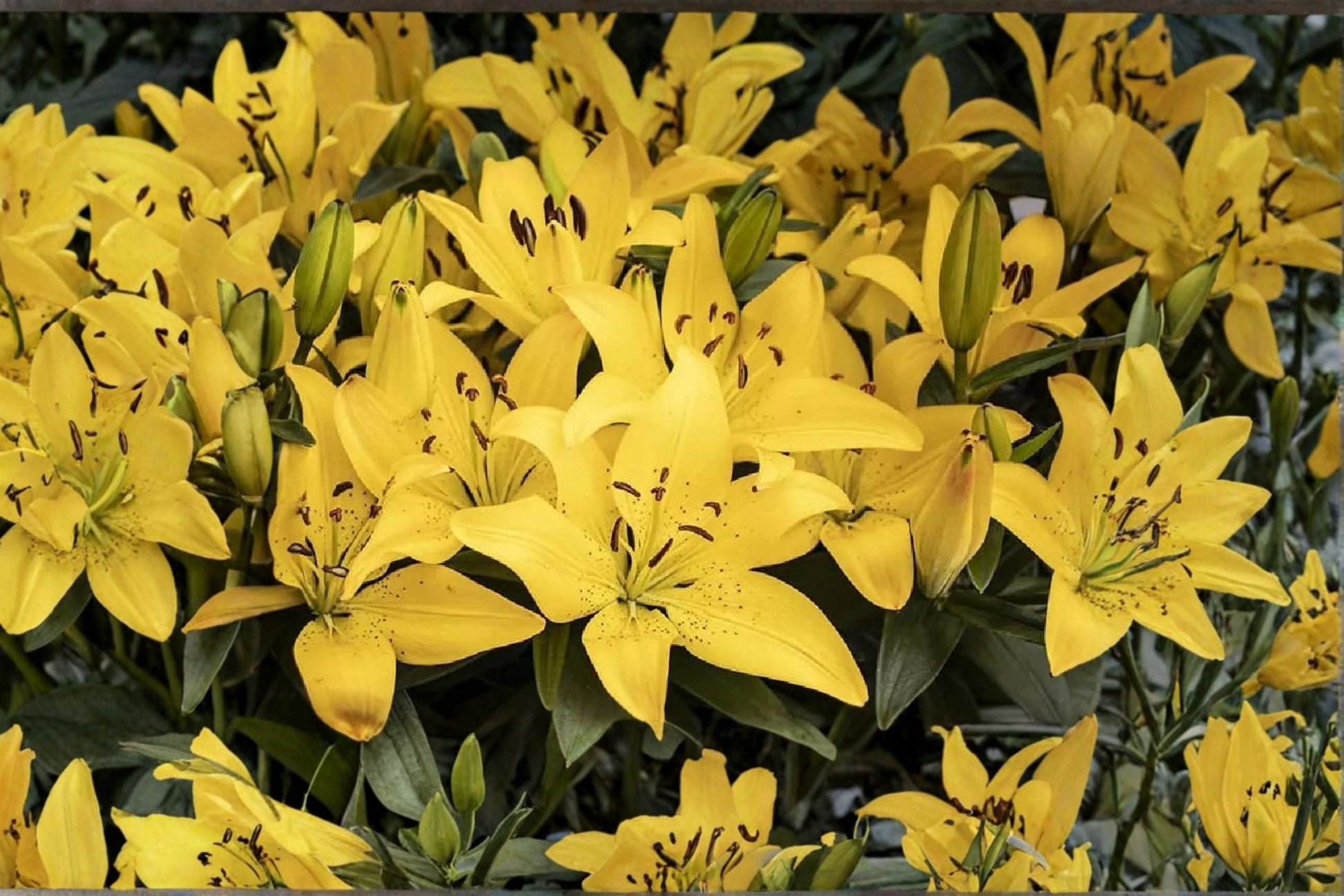 Fragrant Oriental Lily Bulb | Lilium 'Golden Stargazer' | Yellow Flower | Bareroot Perennial for Cut Flower Garden