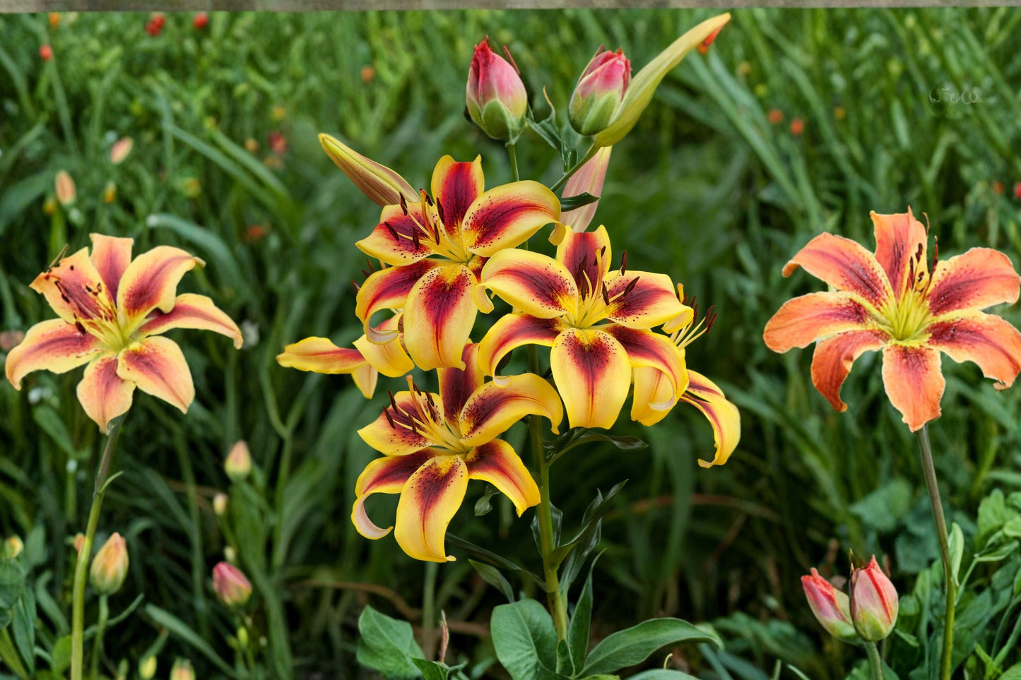 Bicolor Lily Bulb | Fragrant Yellow & Red Flowers | Lilium AO 'Viva La Vida' | Bareroot Perennial for Cut Flower Gardens