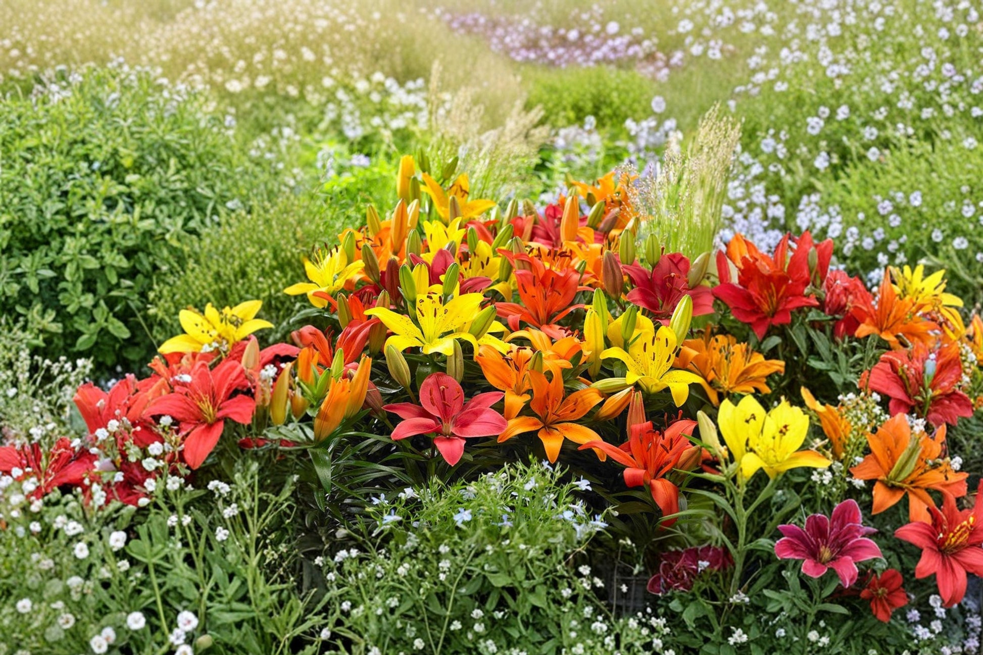 Mixed Asiatic Lily Bulbs | Bareroot Perennial Flower Mix | Lilium Asiatic Hybrids | Pollinator Garden Selection