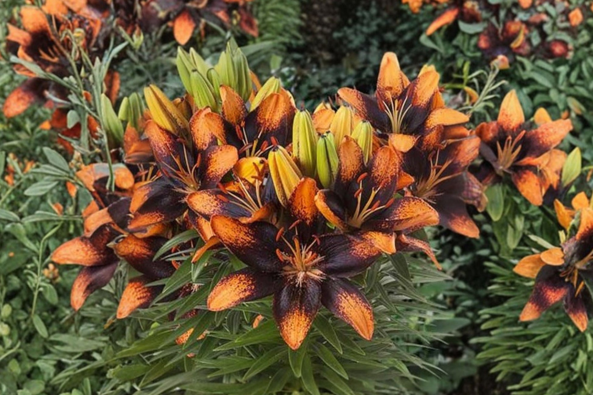 Bi-Color Asiatic Lily Bulb | Lilium 'Trendy Las Palmas' | Orange & Black Compact Perennial | Bareroot Flower for Garden