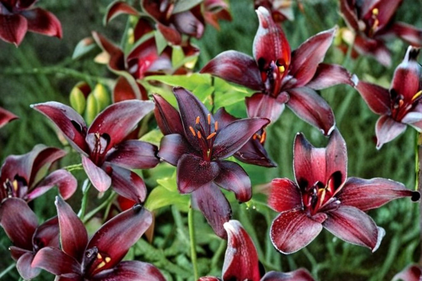 Dark Asiatic Lily Bulb | Lilium 'Night Flyer' | Burgundy Black Flower | Bareroot Perennial for Cut Flower Garden