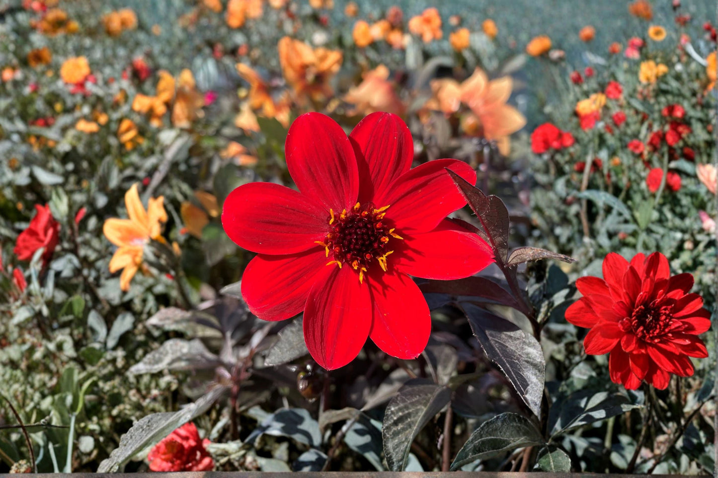 Dahlia Live Plant 4.5 Inch Pot Scarlet Red Mystic Enchantment Dark Foliage Pollinator Friendly Flower