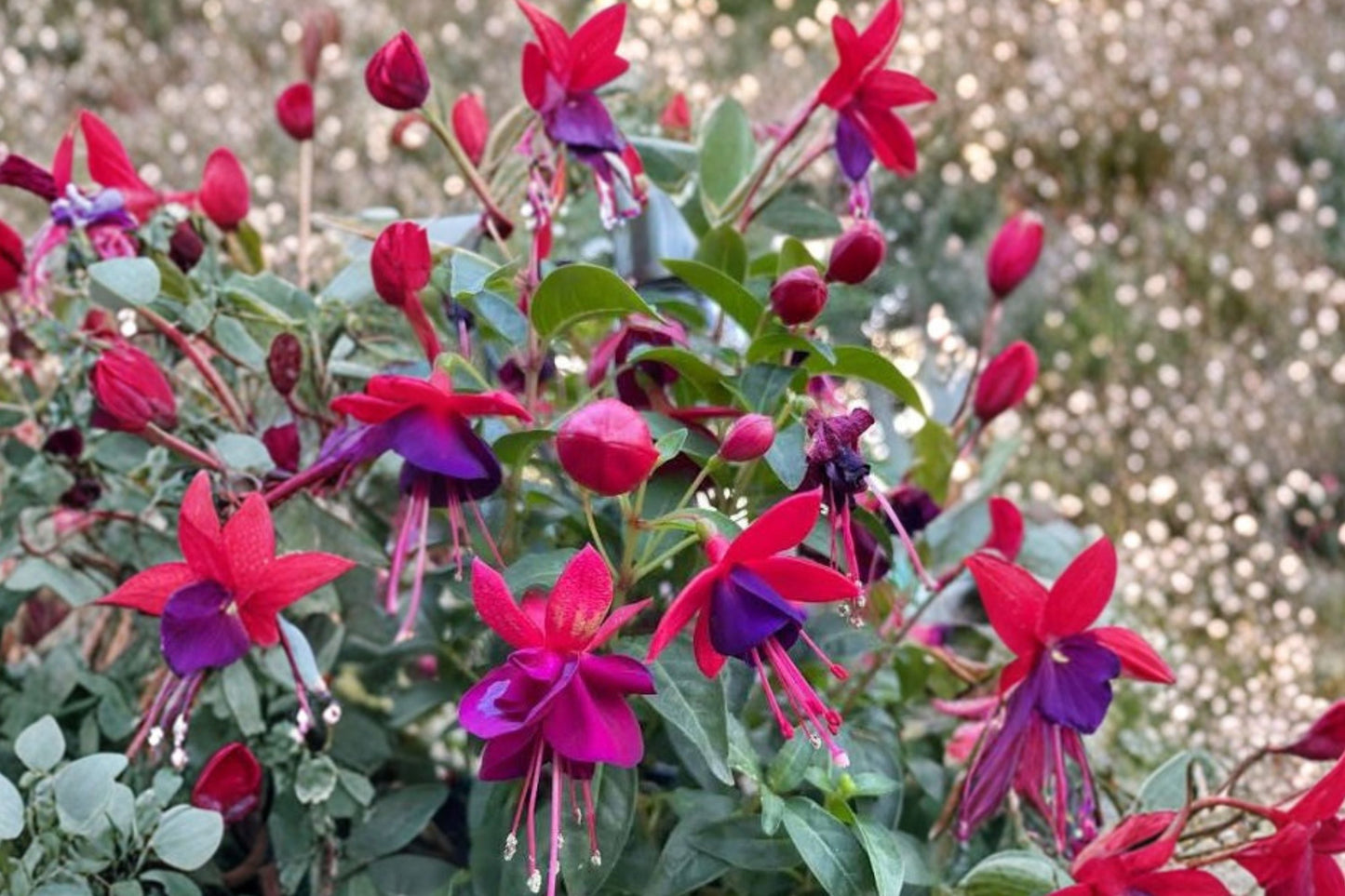 Fuchsia 'Santa Claus' Live Plant 1 Gallon Pot | Hardy Flowering Perennial | Red & Purple Flowers | Hummingbird Attractor
