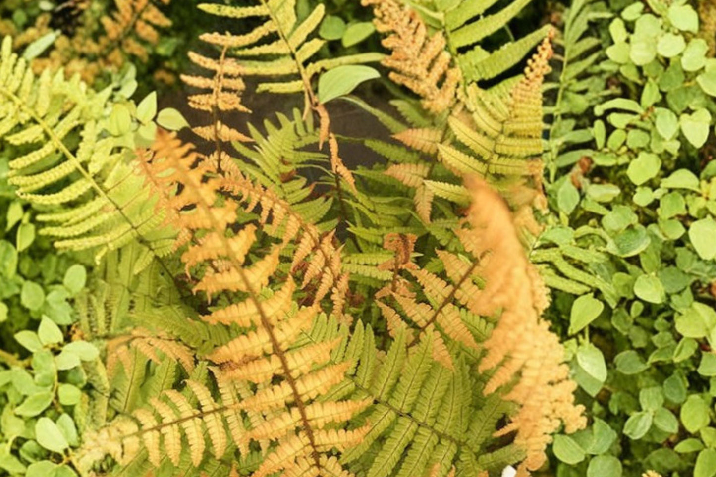 Gold Wallich's Wood Fern | Dryopteris wallichiana 'Jurassic Gold' | Live Plant in 3.5 Inch Pot | Hardy Shade Perennial