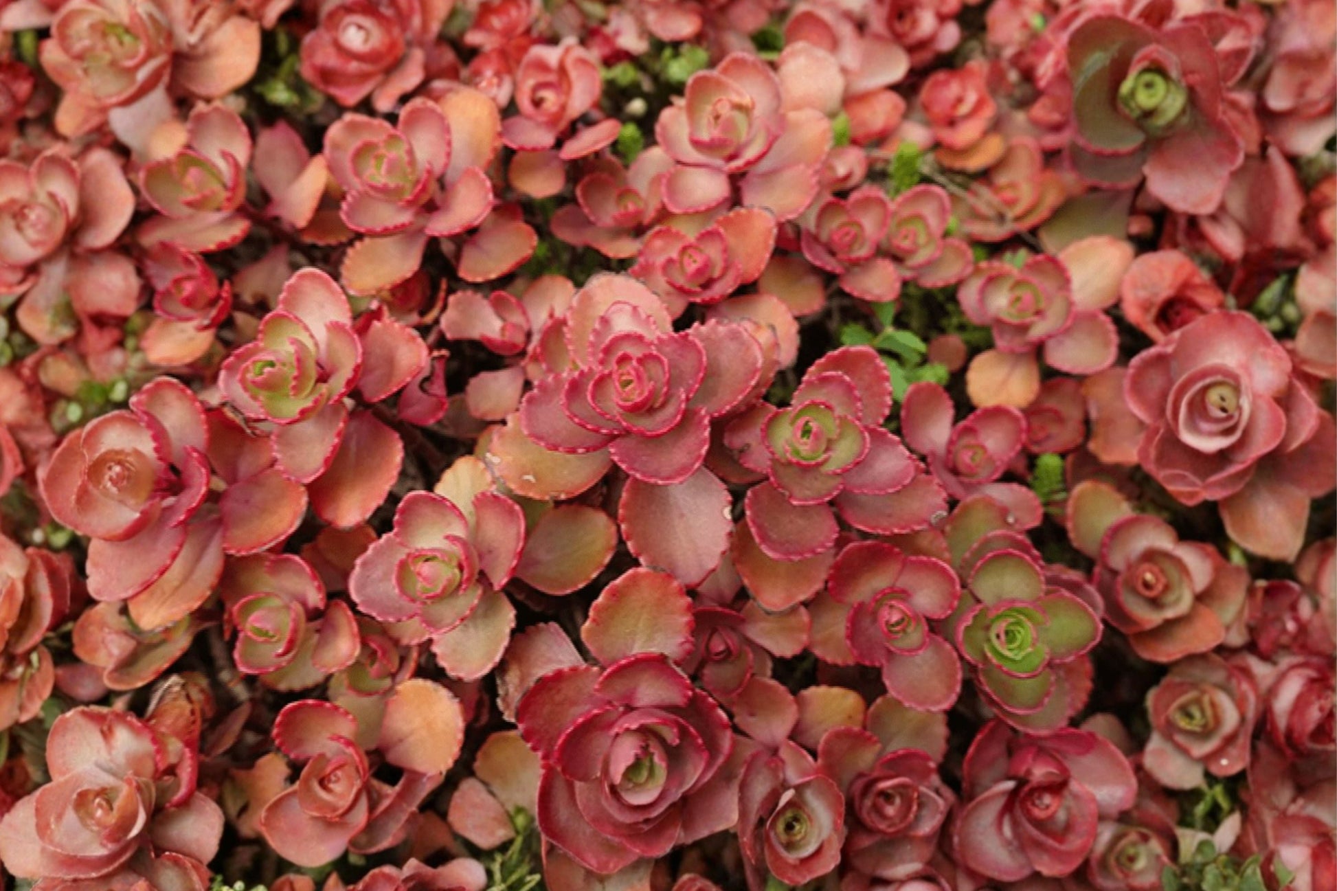 Carpet Stonecrop Succulent | Evergreen Groundcover | Sedum album 'Murale' | Drought Tolerant Red & Green Plant for Fairy Gardens