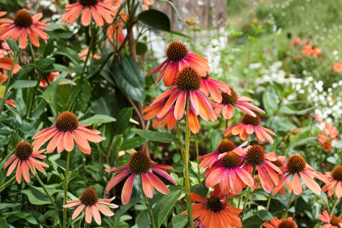 Echinacea 'Cheyenne Spirit' Live Plant | 4 Inch Pot | Mixed Color Coneflower | Pollinator Friendly Perennial