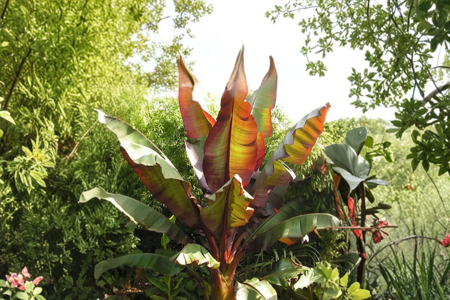Red Abyssinian Banana Plant | Ensete maurelii | Tropical Foliage | 4.5 Inch Pot | Exotic Garden Accent Plant
