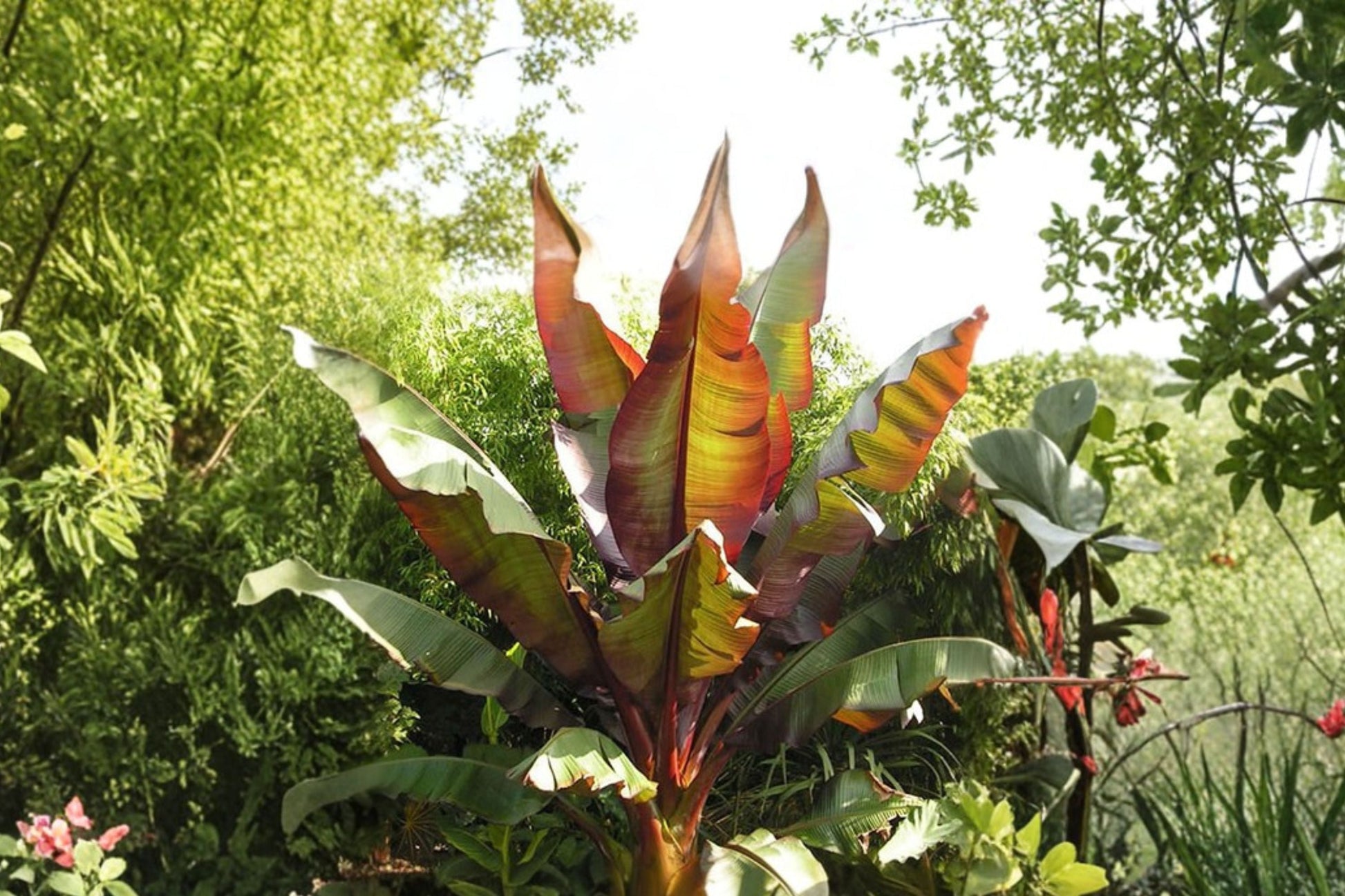 Red Abyssinian Banana Plant | Ensete maurelii | Tropical Foliage | 4.5 Inch Pot | Exotic Garden Accent Plant