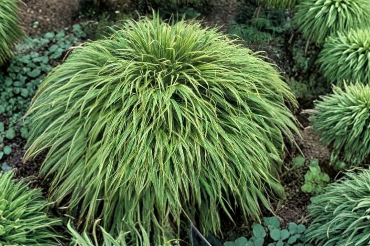 Variegated Japanese Forest Grass | Hakonechloa 'Albo-striata' | Ornamental Perennial | Cream & Green Foliage | Shade Plant