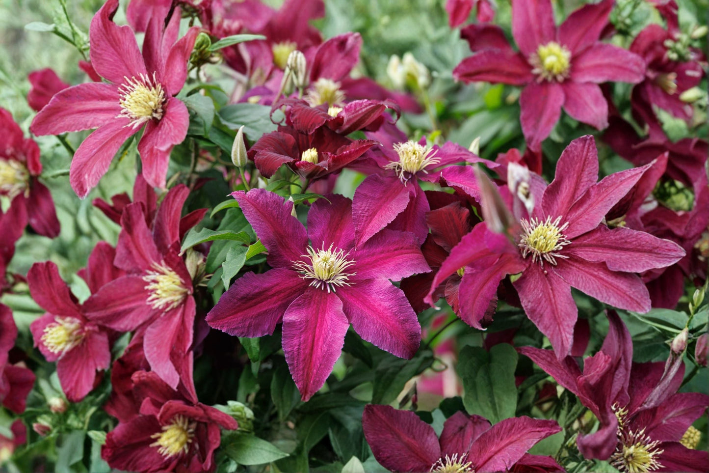 Clematis Vine 1 Gallon Dark Red Flowering Plant | Burgundy Climbing Perennial | Clematis 'Niobe' | Deer Resistant
