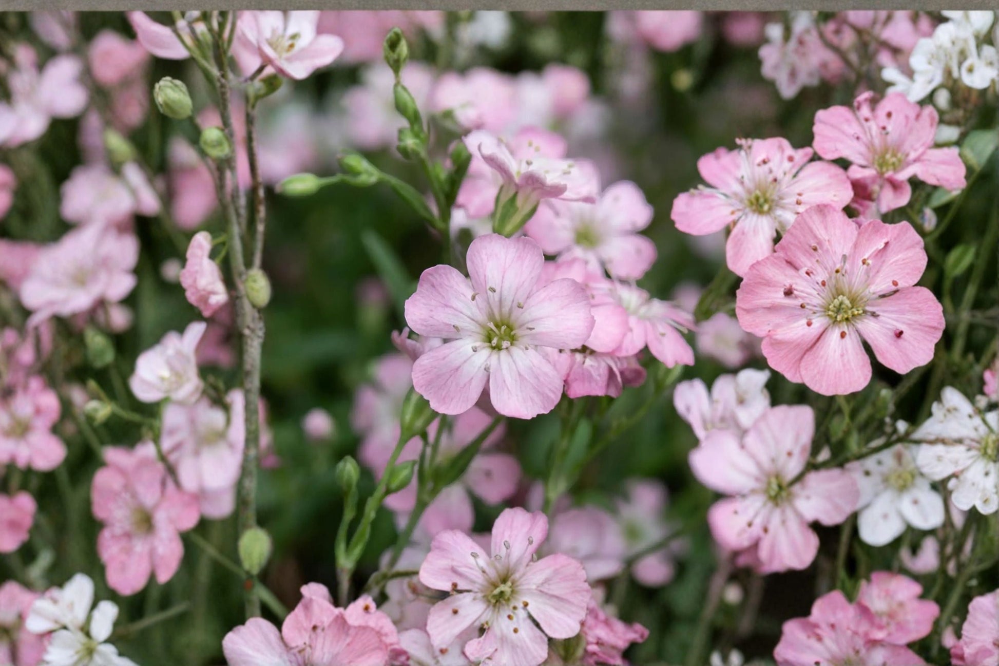 Pink Baby's Breath Groundcover Plant | Gypsophila repens 'Rosea' | Drought Tolerant Perennial | 3.5 Inch Pot | Rock Garden