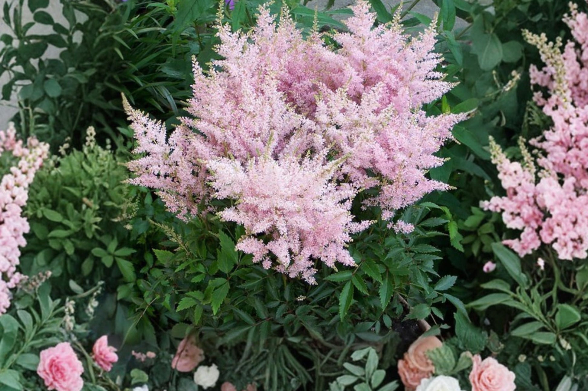 Astilbe 'Younique Silvery Pink' | Pink Astilbe Perennial | Deer Resistant | Shade Loving Plant | Live Plant