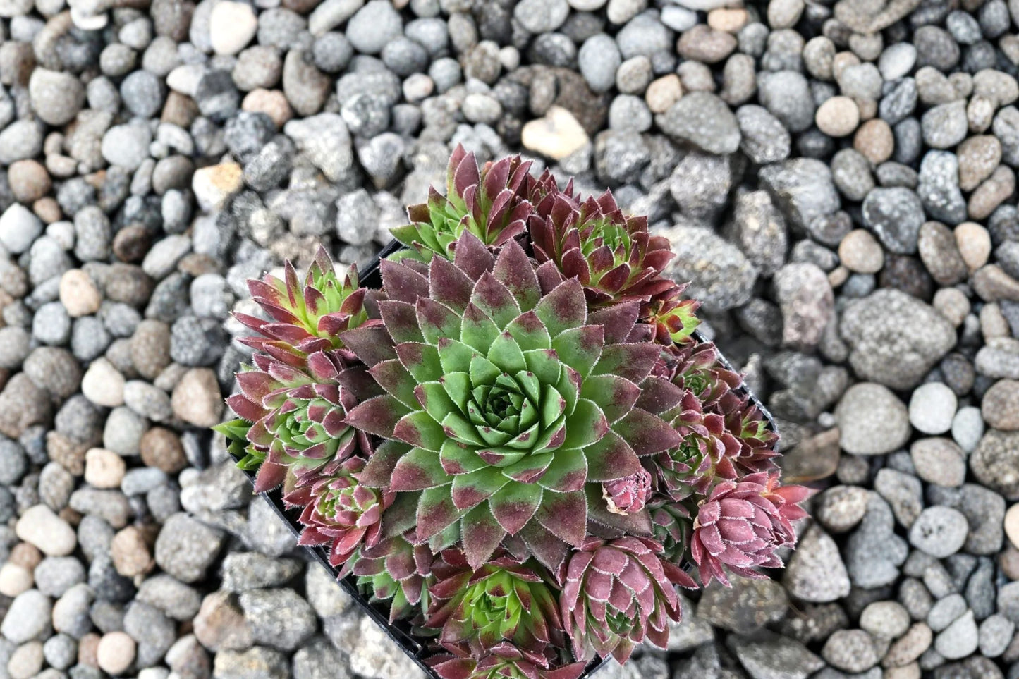 Roly Poly Succulent Plug | Jovibarba 'Hedgehog' | Color Changing Hens & Chicks | Cold Hardy Rock Garden Plant