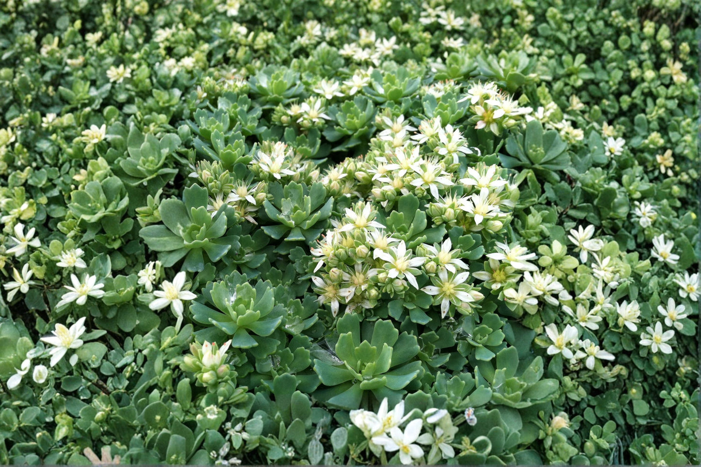 Hardy Succulent Groundcover | White Diamond Stonecrop | Sedum pachyclados | Evergreen Fairy Garden Plant | Live Cuttings