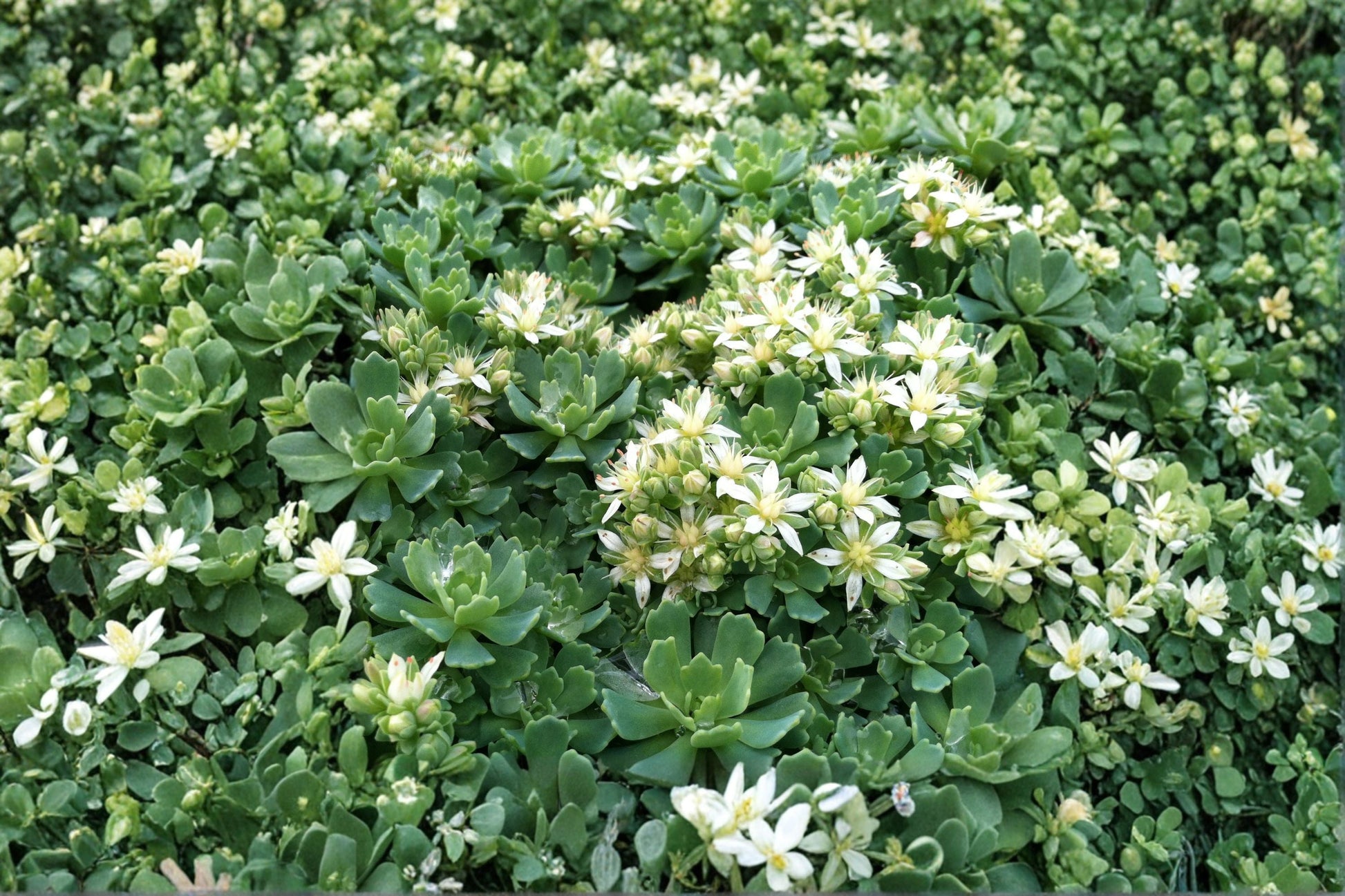 Hardy Succulent Groundcover | White Diamond Stonecrop | Sedum pachyclados | Evergreen Fairy Garden Plant | Live Cuttings