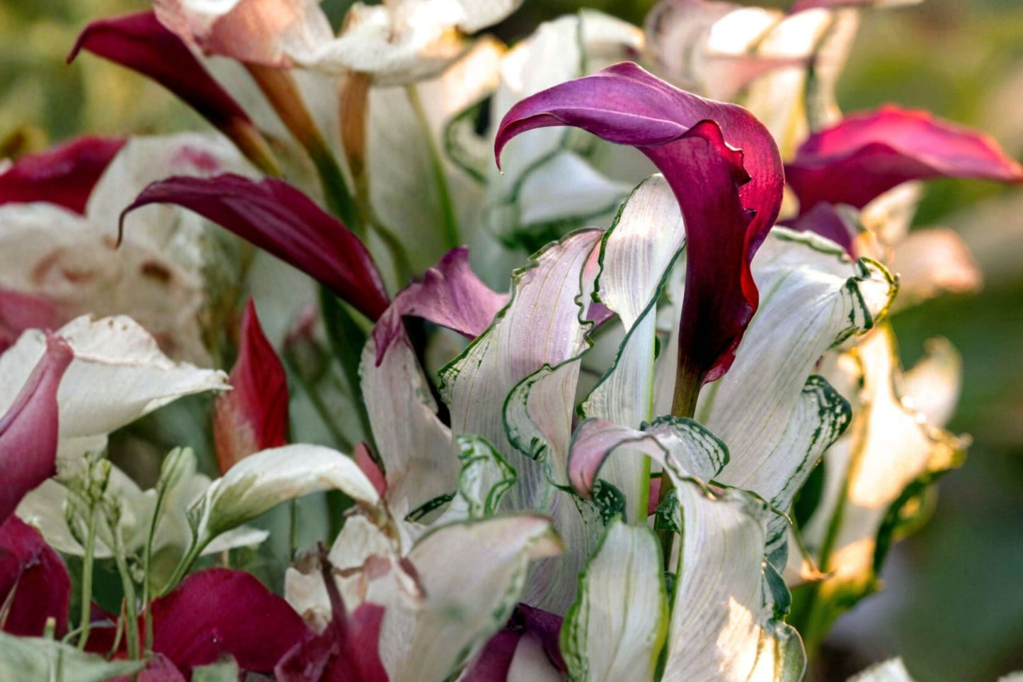 Calla Lily Plant - Bareroot or Live - Zantedeschia 'Frosted Queen' - Rare Variegated White Foliage & Purple Blooms - Elegant Garden Decor