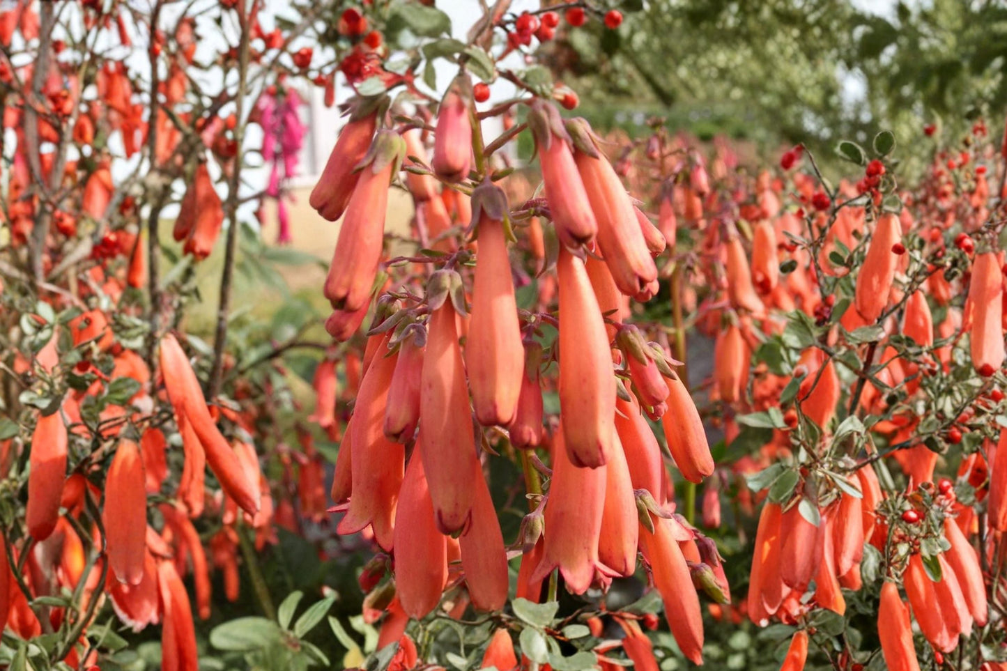 Cape Fuchsia Live Plant 1 Gallon Pot | Phygelius 'Magic Mandarin' | Orange Tubular Flowers | Hummingbird & Deer Resistant
